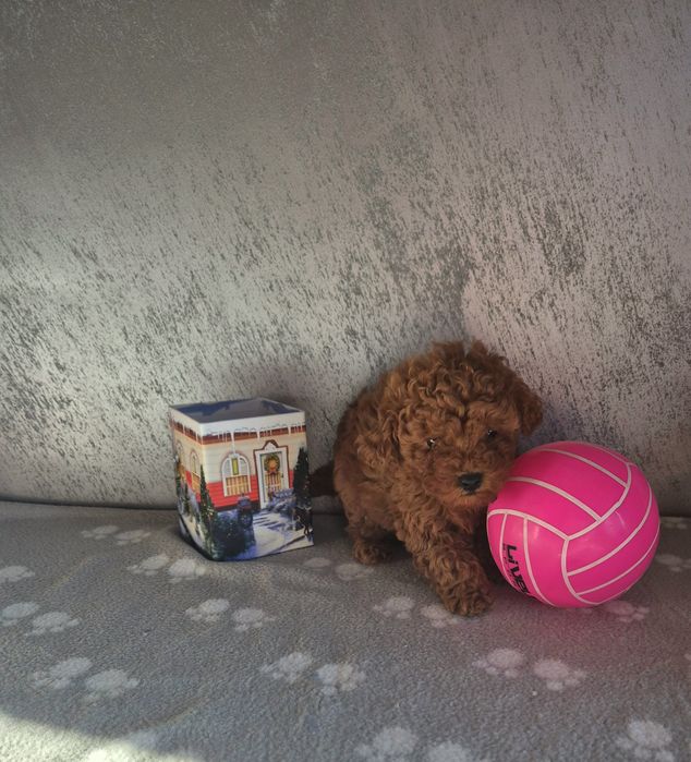 Poodle toy  той пудел