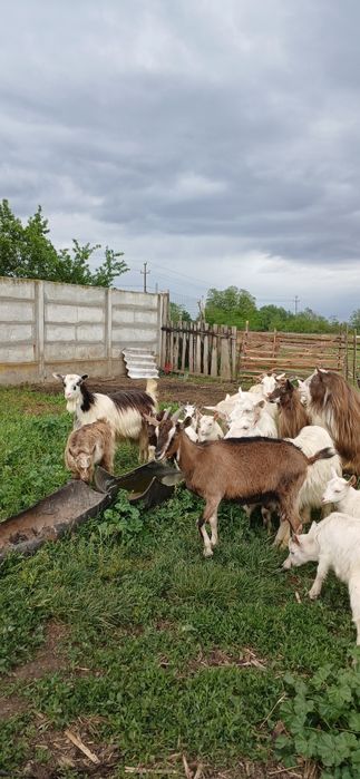 Vând capre de ținut