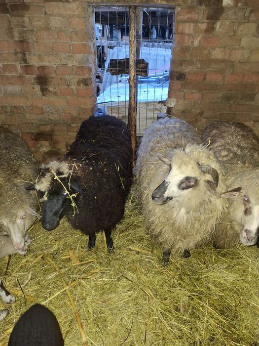 Vând oi cu miei după ele