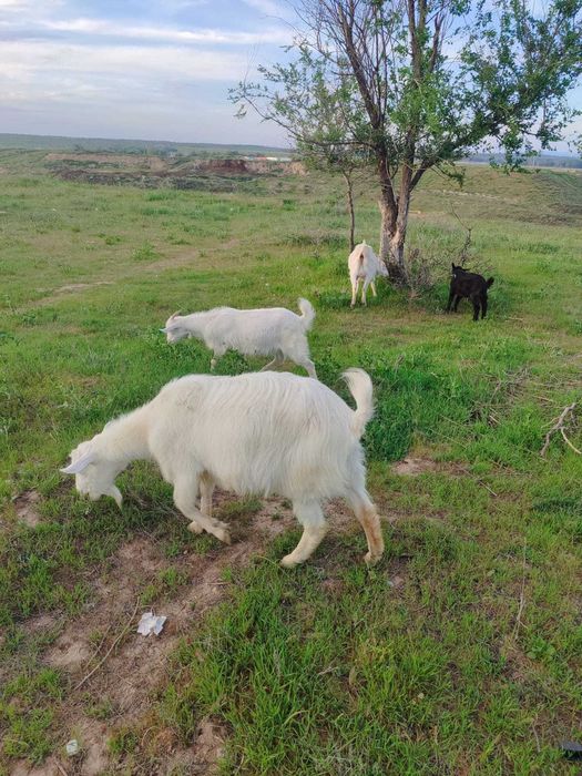 Срочно продаются  Две козы  с козлятами
