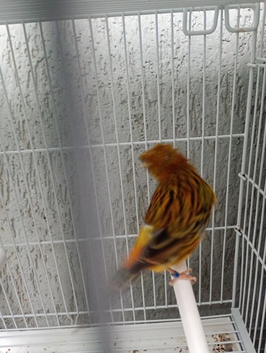 De vânzare   15 masculi.