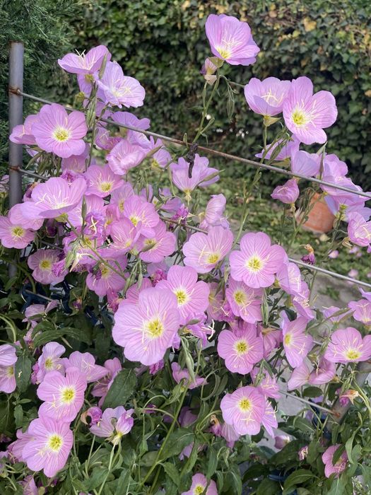 Продам многолетние садовые цветы