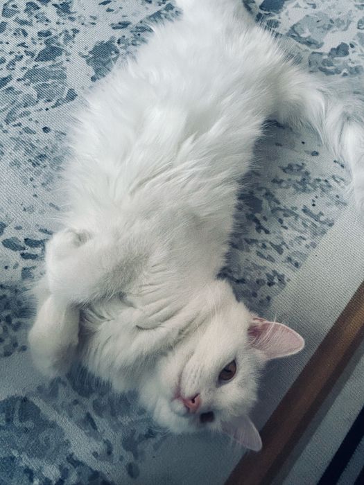 котенок/кошка 7-8 месяцев