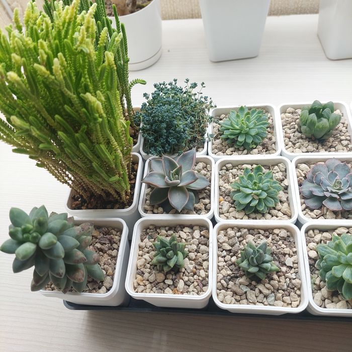 Цветы суккуленты