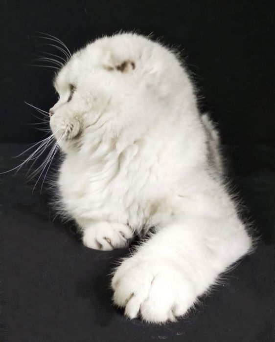 Вязка !!!SOTILMIDI Супер красавчик шотландский вислоухий KoTNs11331