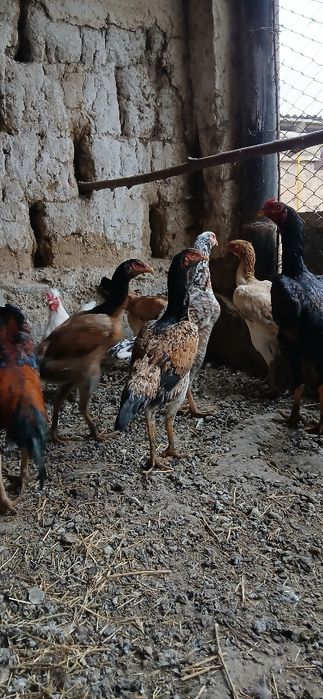 Дакан мекендер сатылады