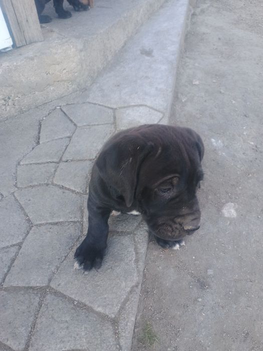 Кане Корсо продавам