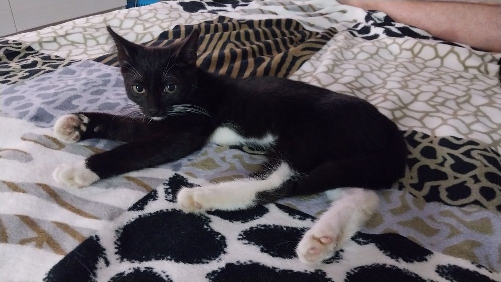 Котёнок мальчик ищет семью