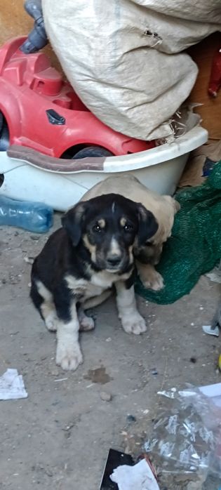 Күшіктер сатылады