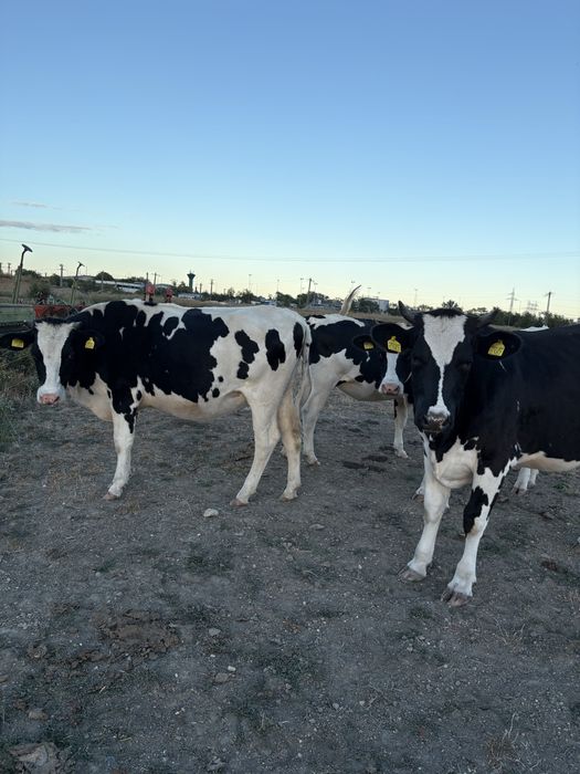 Juninci holstein cu pedigree