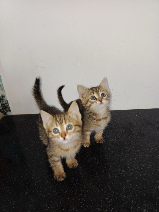 Отдаем котят в добрые руки