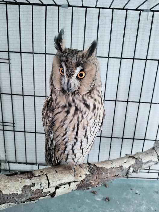 Ушастая Сова Самка продажа