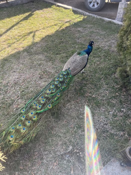 Самец павлина взрослая