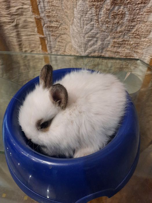 Декоративный кролик. Белый.