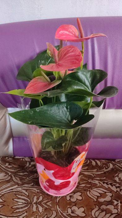 Комнатные цветы от 500 и выше