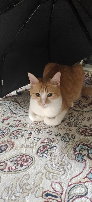 Отдам даром кота