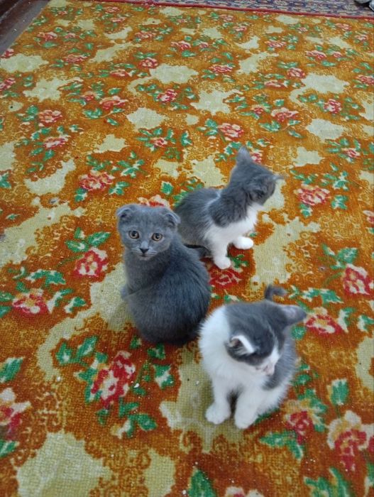 britaski mushuklar sotiladi 3 oylik