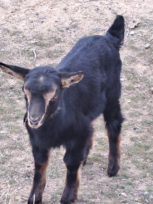 Козочка молочной породы.