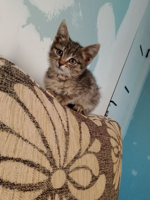 Котята в очень добрые ручки