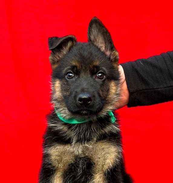 Щенки немецкой овчарки с документами . Кобели и суки .