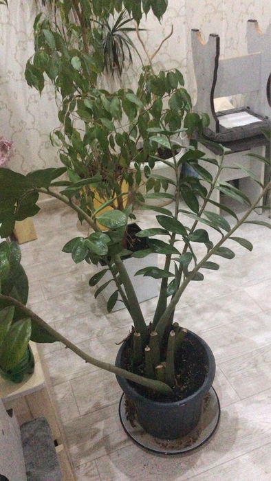 Продам домашние цветы