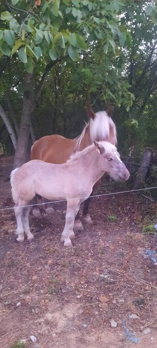 Vând iapă cu mânz și gestantă napoi