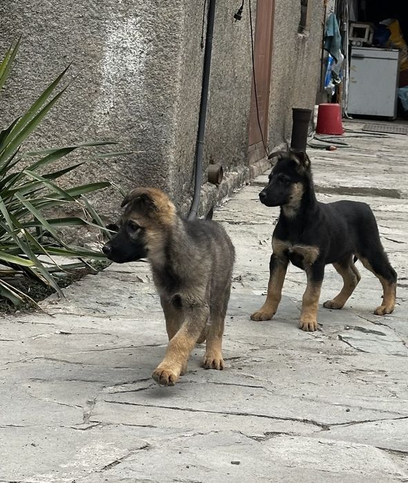 Продажа щенков ВЕО