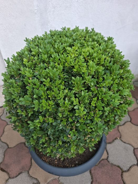 Vand 2 Buxusi   ornamentali  la ghiveci mare
