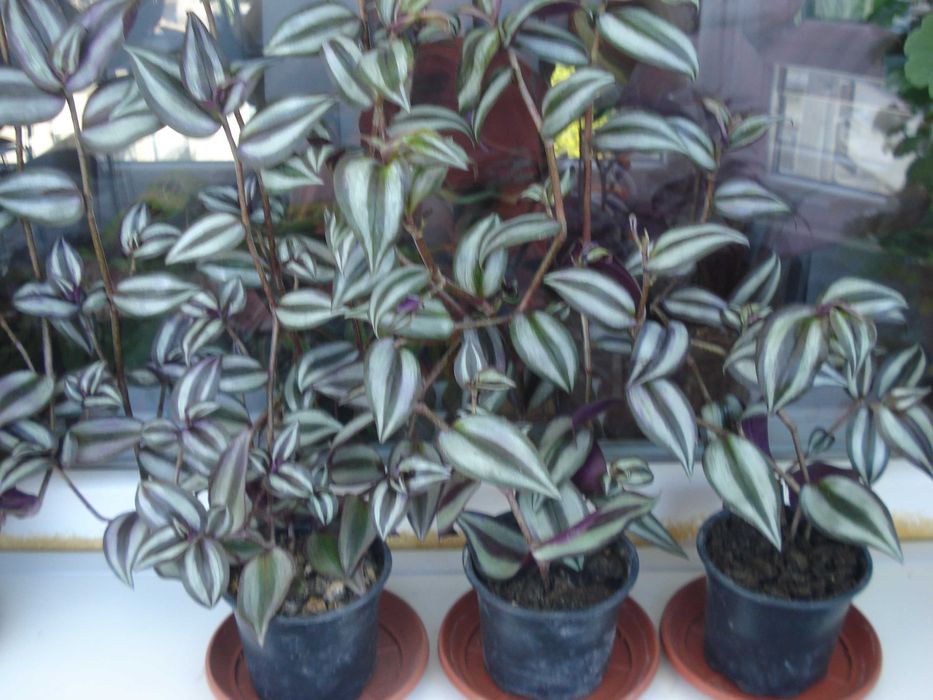 Традесканция, Сансевиера, Кактус, Калатея Розеопикта