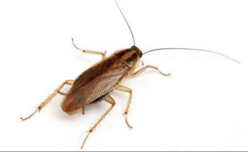 Дезинфекция, уничтожения клопов, тараканы.Dezinfeksiya xizmati