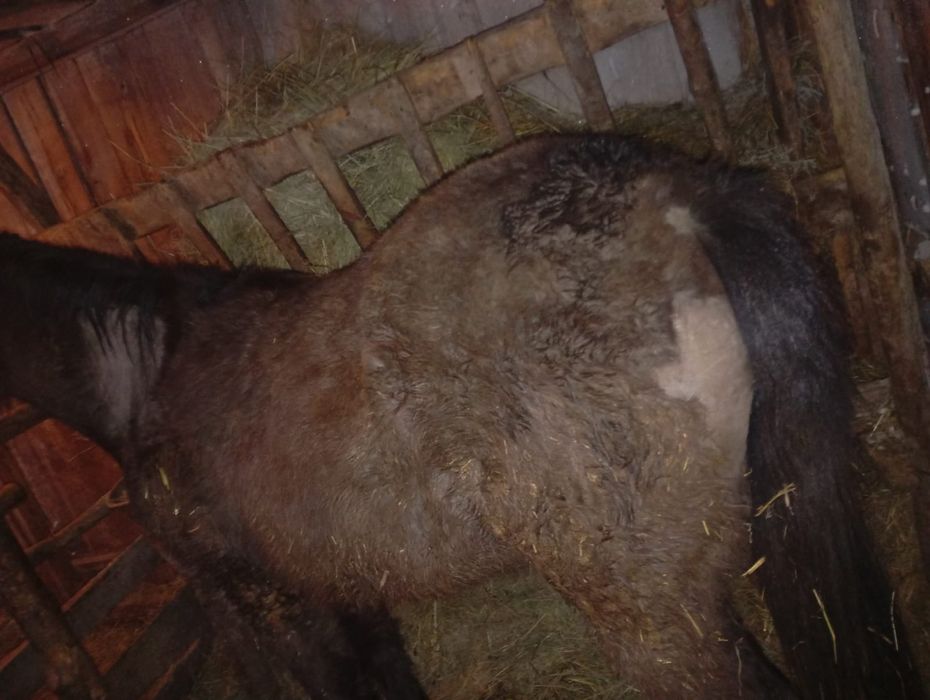 Продам тай с откорма