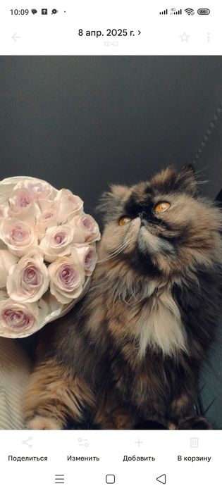Кошка Перс -экзот