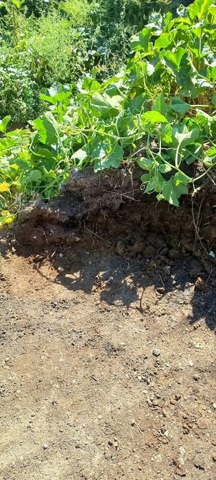 Продам навоз с пергноем