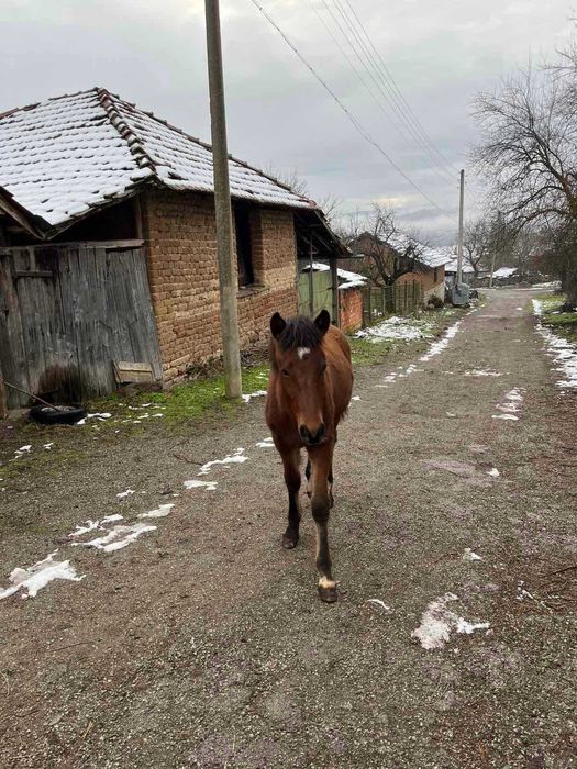 Продавам младо мъжко конче