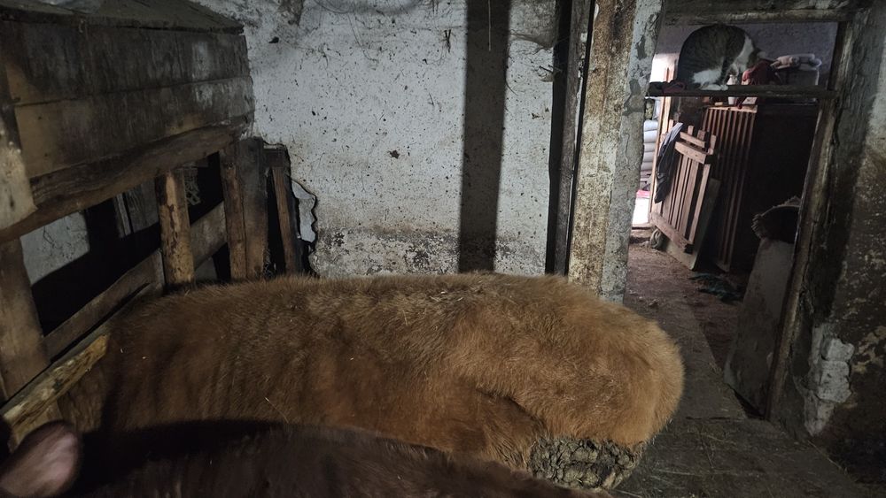 Семіз тайыншалар