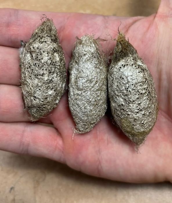 Coconi exotici Argema mimosae/Ceranchia apollina/Saturnia pavoniella/Rothschildia lebeau/Cele mai mari molii din lume fluturi/Insecte De la 25 euro