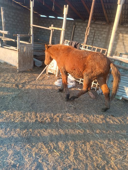 Семиз тойлар сотилади