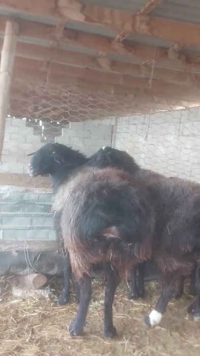 Кошкар Кисары порода