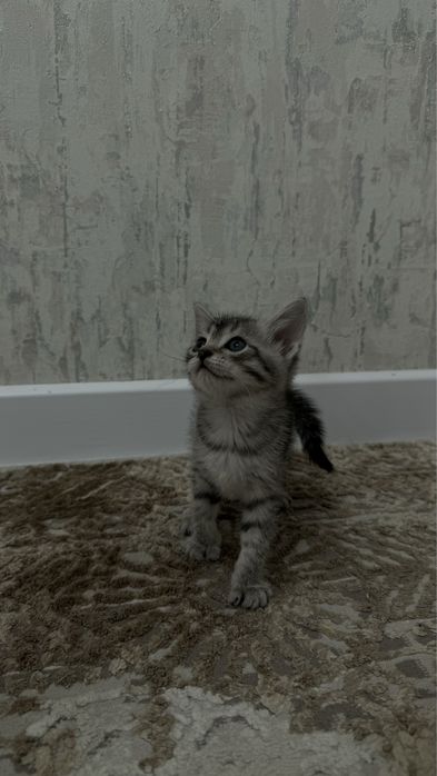 Котята возрастам 1 месяц