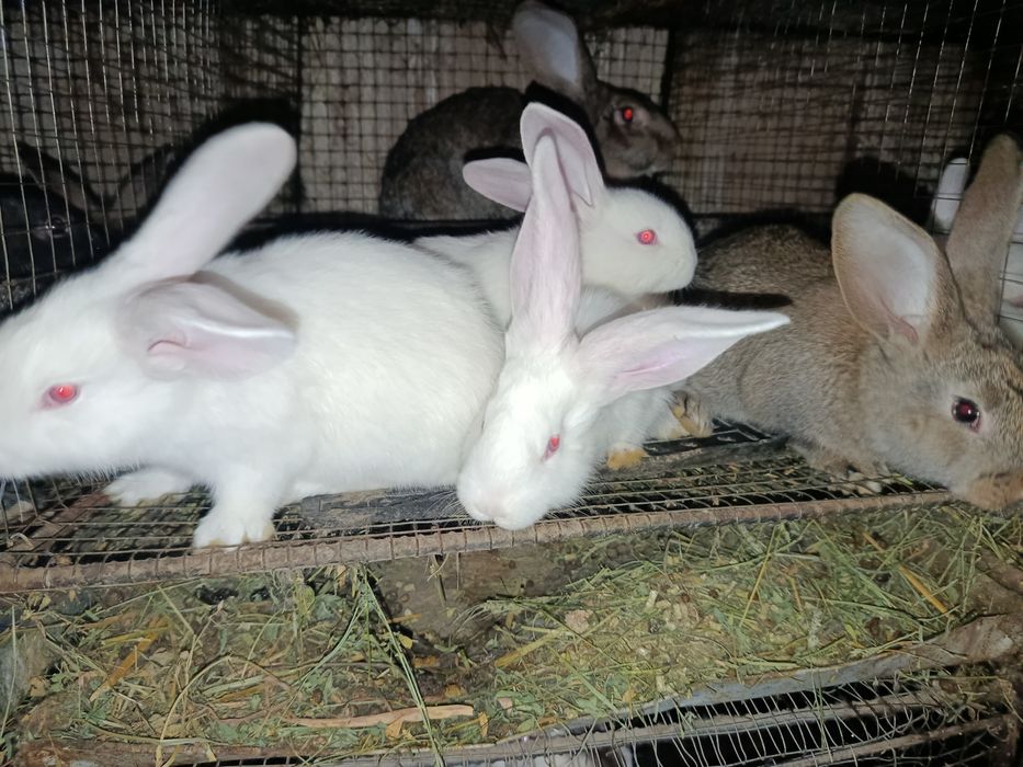 Quyon bolari sotiladi