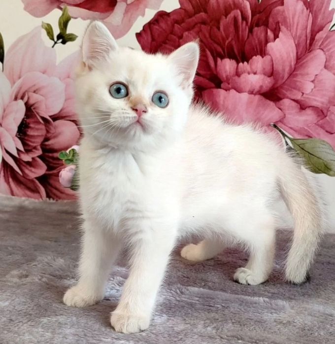 Шиншиллки шотландские котята