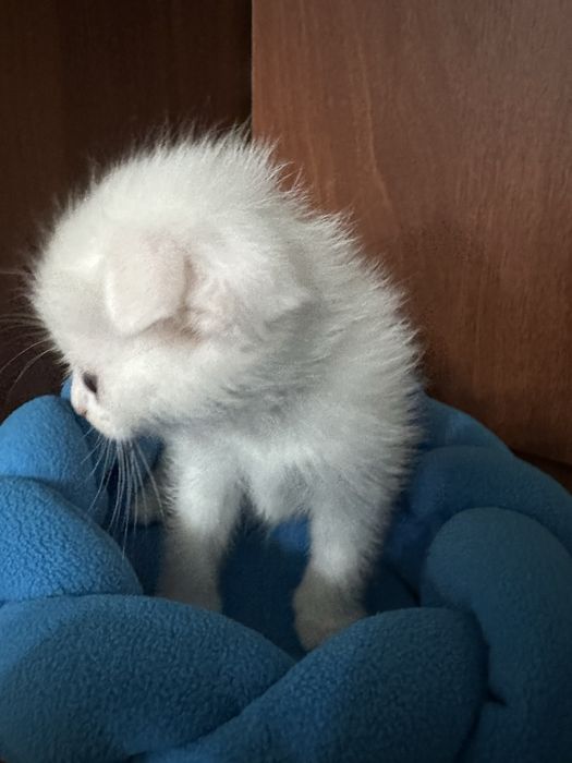 Продам шотландскую кошку