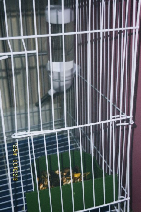 декоротивный кролик