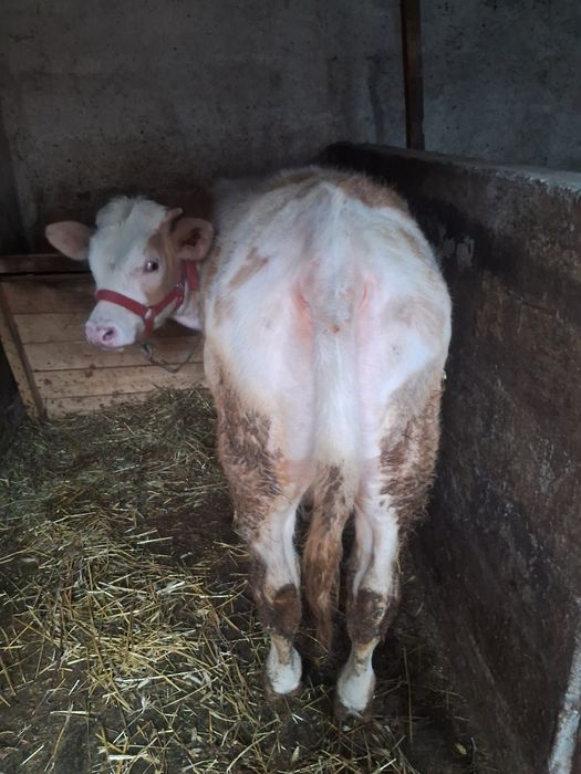 Vând tăuraș și vițea