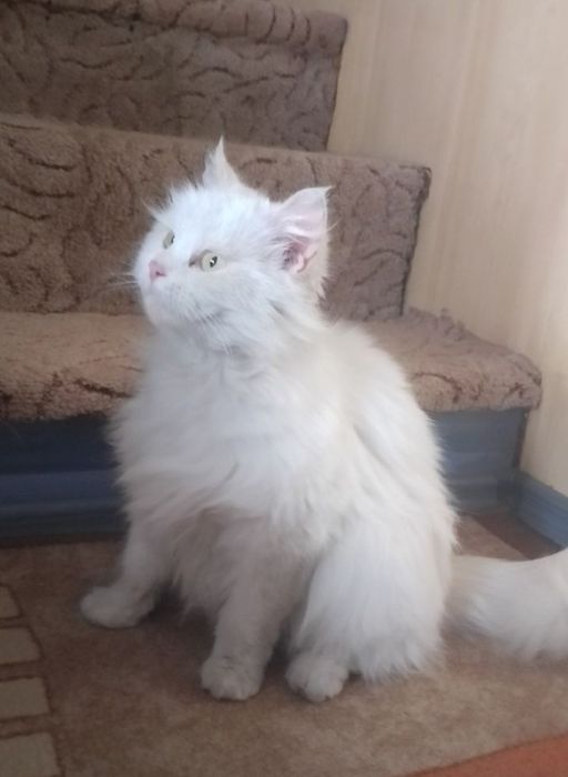 Подарявам малко котенце