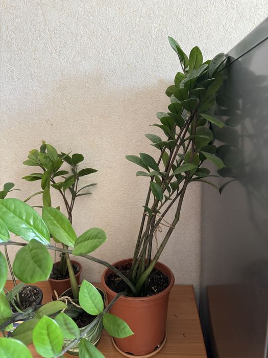 Продам замиокулькосы