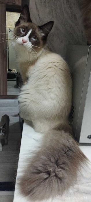 Биба и Боба Сноу шу  ,  Сара скоттиш страйт