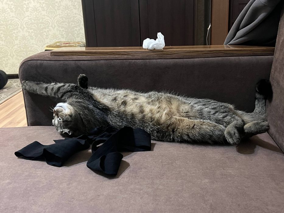 Отдам кошку в добрые руки
