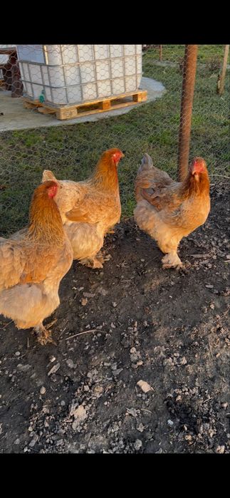 Oua brahma  herminat deschis si potarnichiu