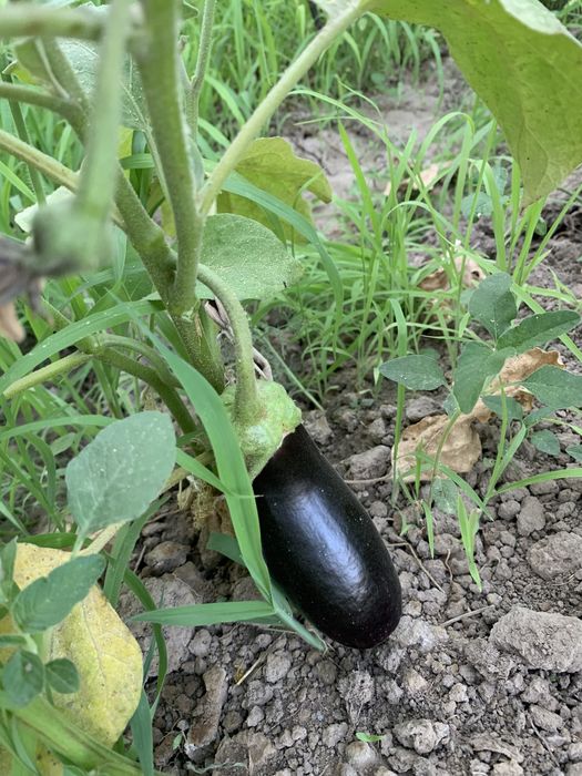 Дача на Шубарсу